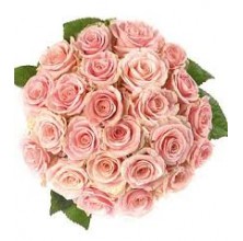 Pink Pearl - 36 Stems In Bouquet